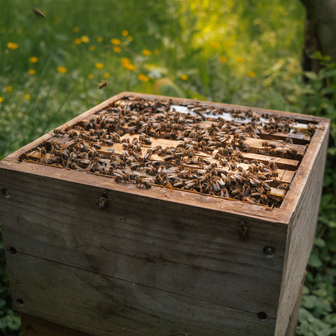 bienenpatenschaft weihnachten schenken