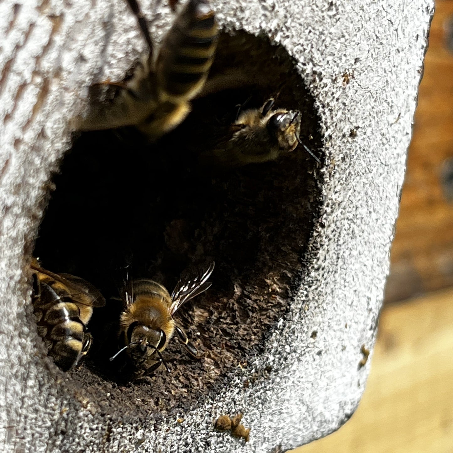 HoodyBee