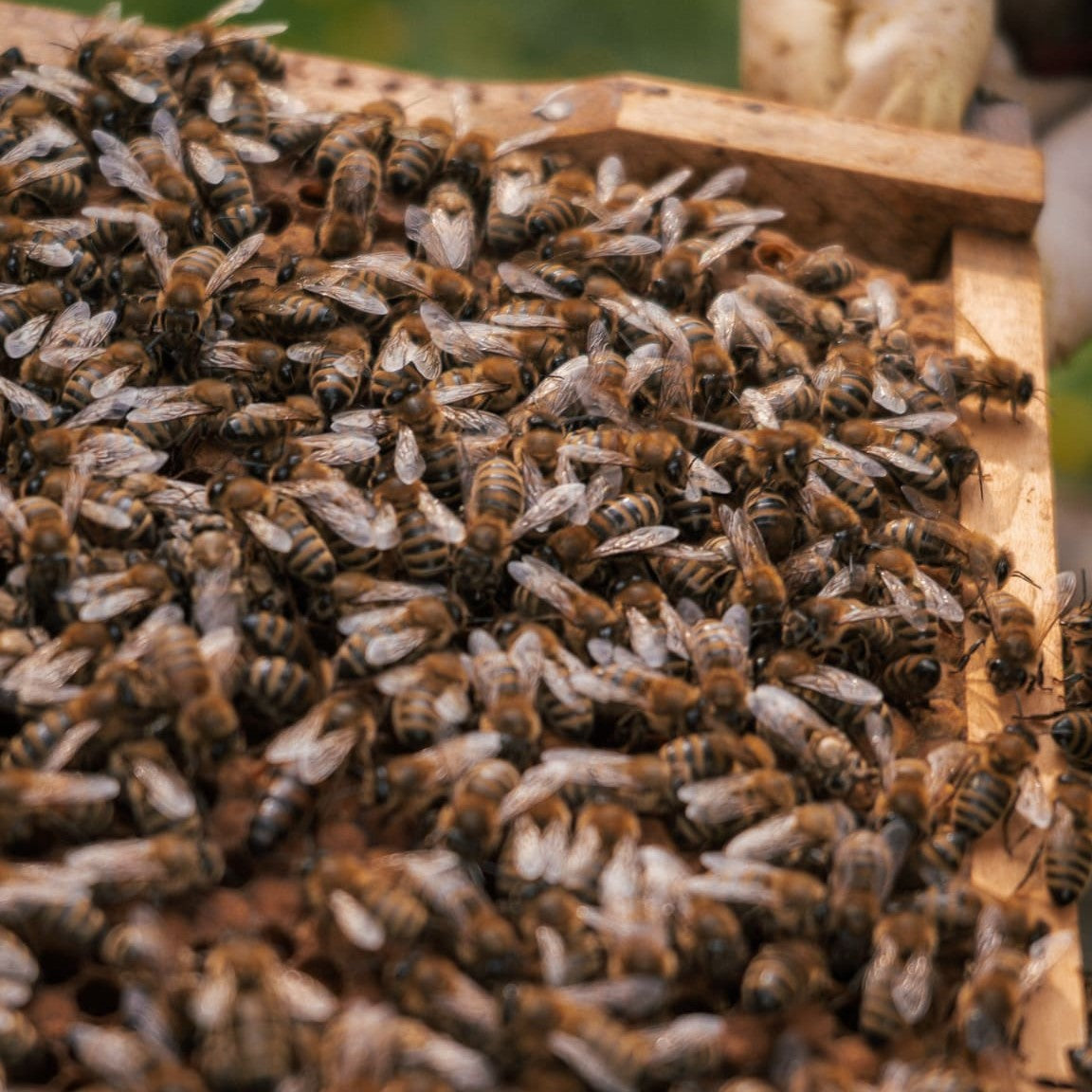bienenpatenschaft verschenken