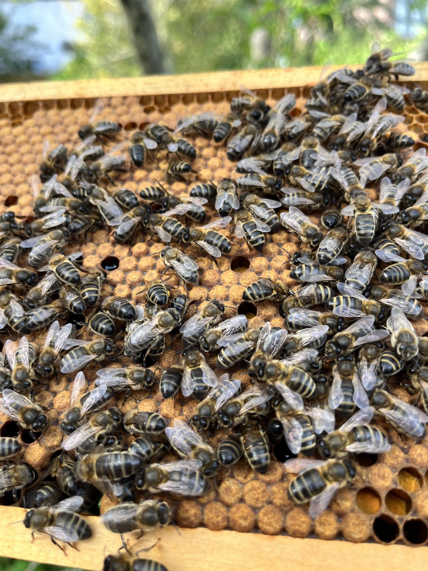 HoodyBee
