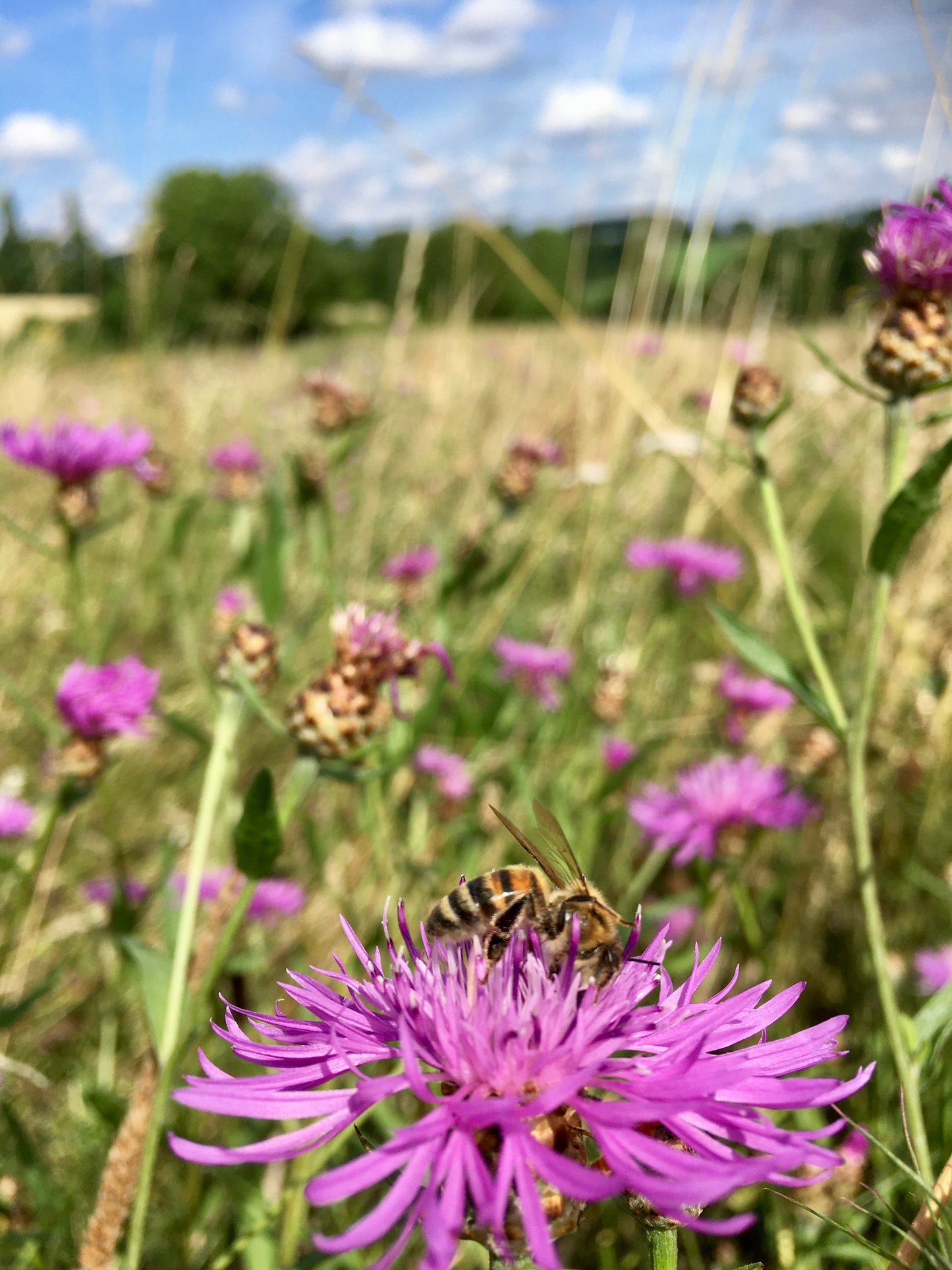 HoodyBee