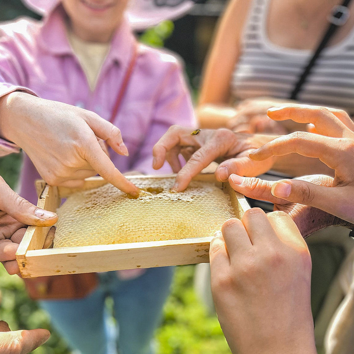 bienenevent erleben