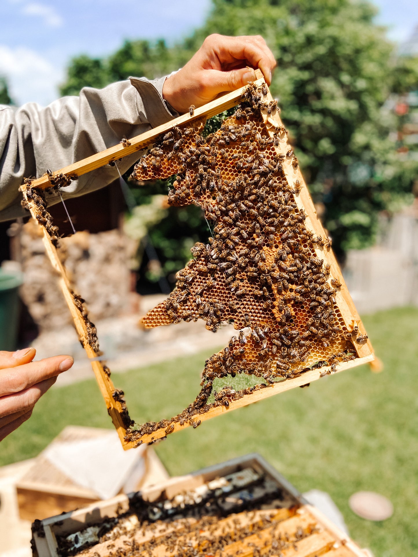 HoodyBee