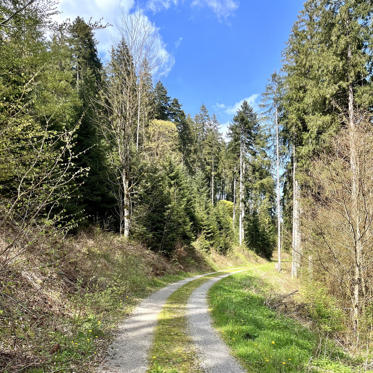Waldhonig Schwarzwald – Honig online kaufen - HoodyBee Waldhonig Schwarzwald – Honig online kaufen - HoodyBee