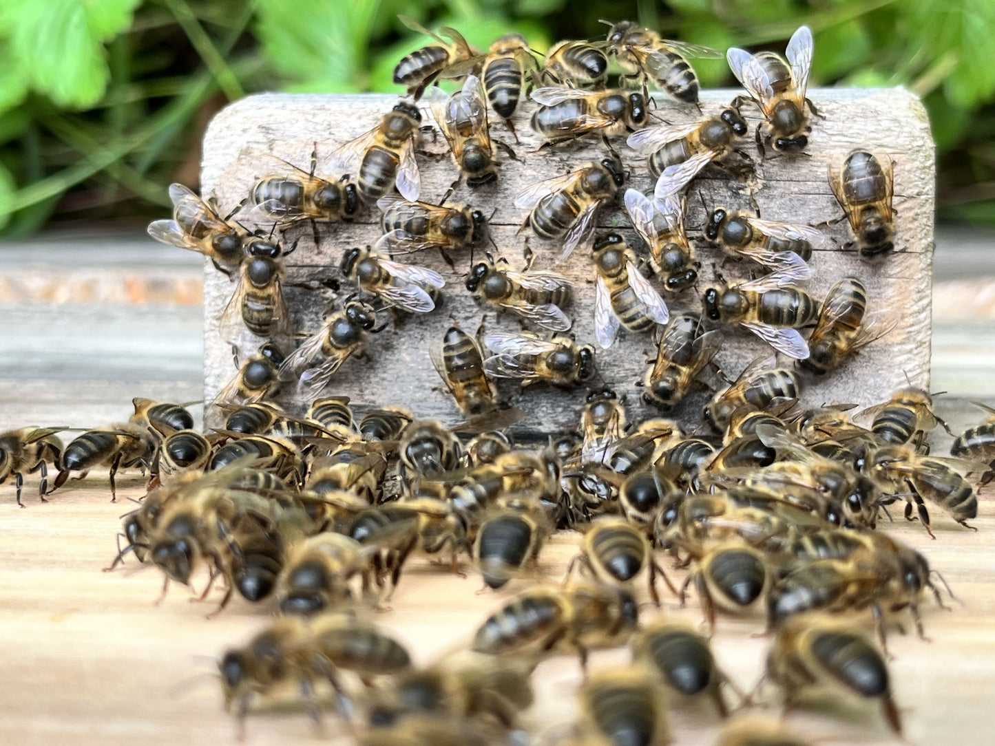 Apis mellifera mellifera