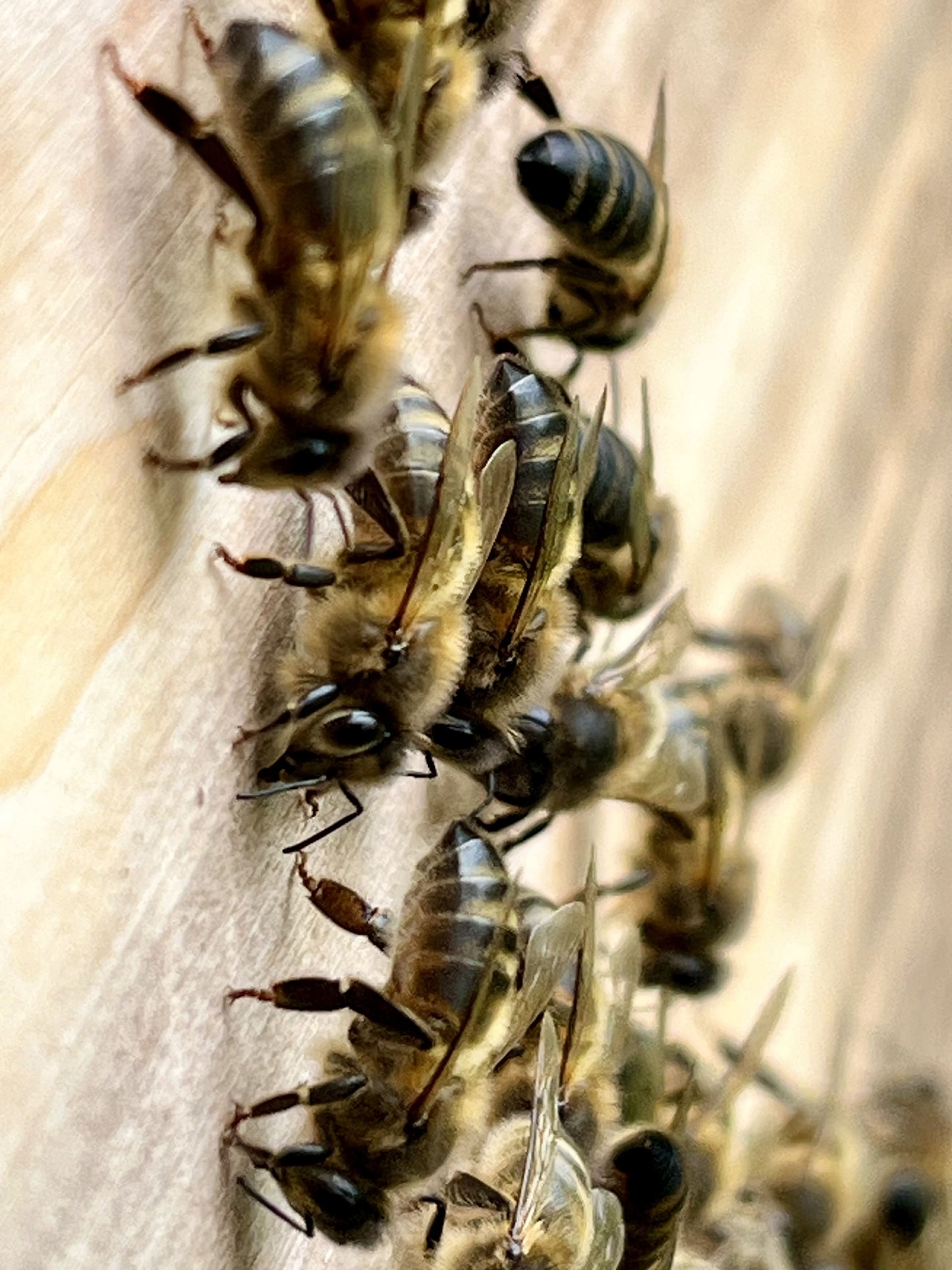 Apis mellifer mellifera Sveg