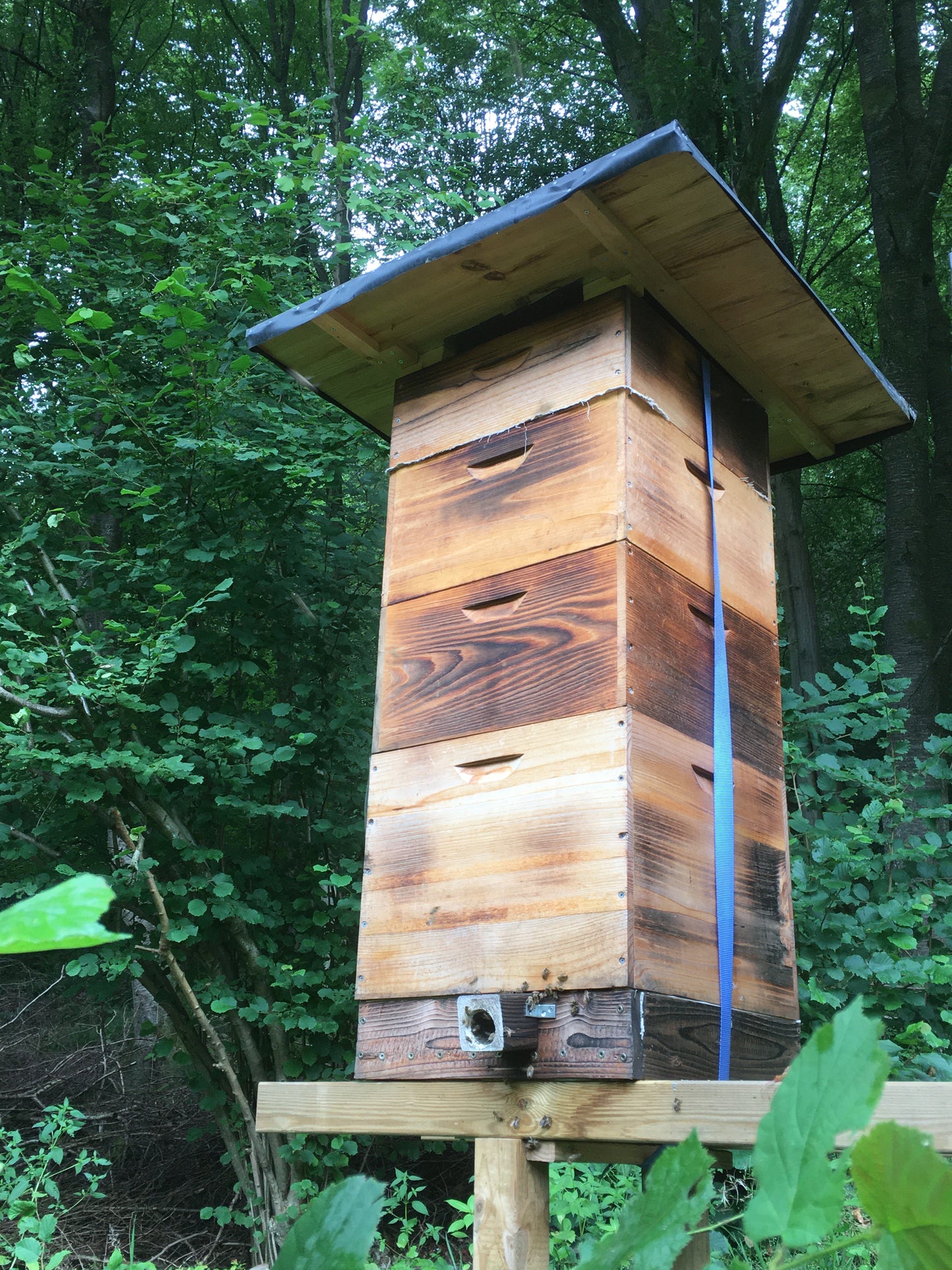 HoodyBee