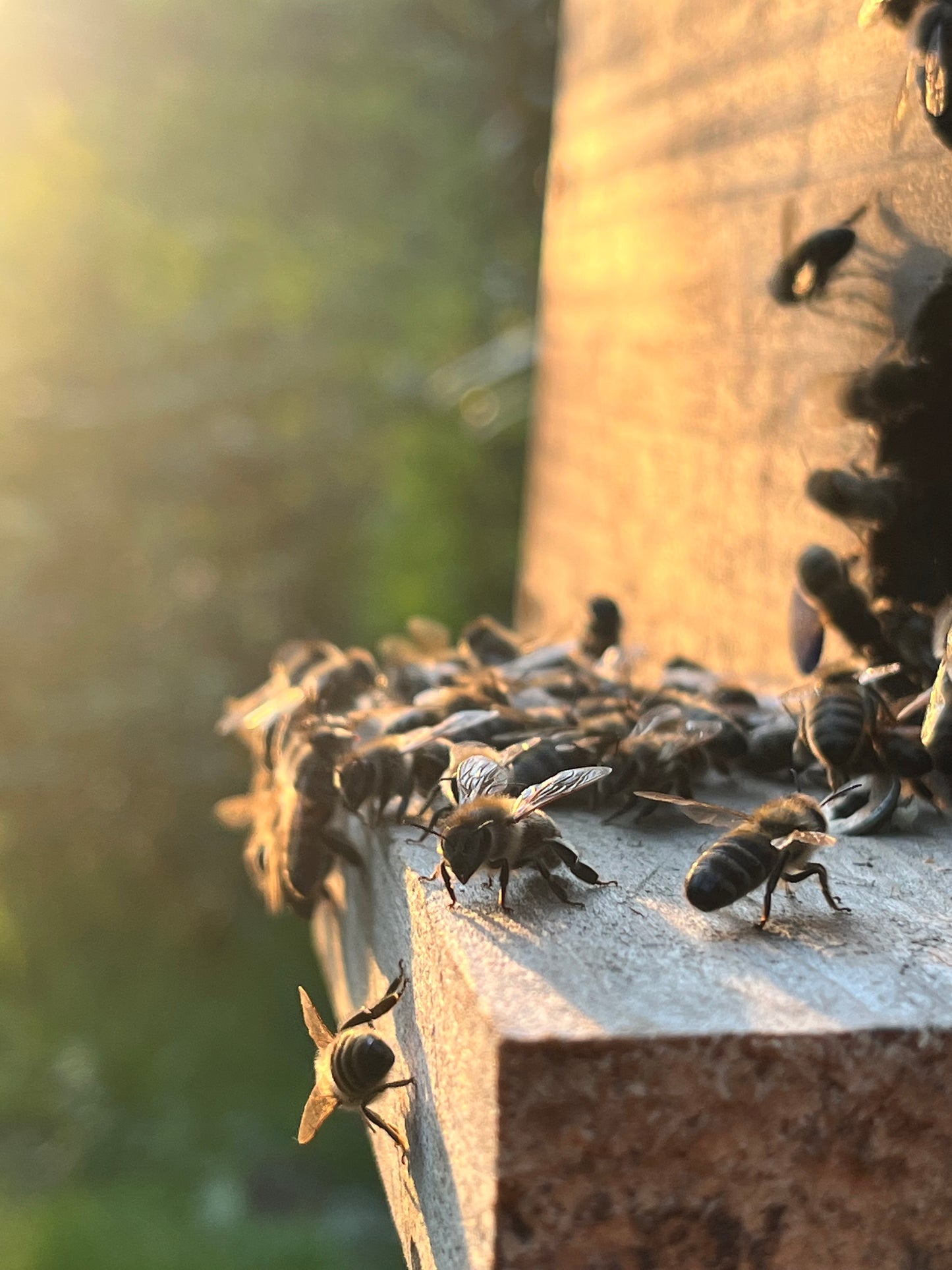 HoodyBee