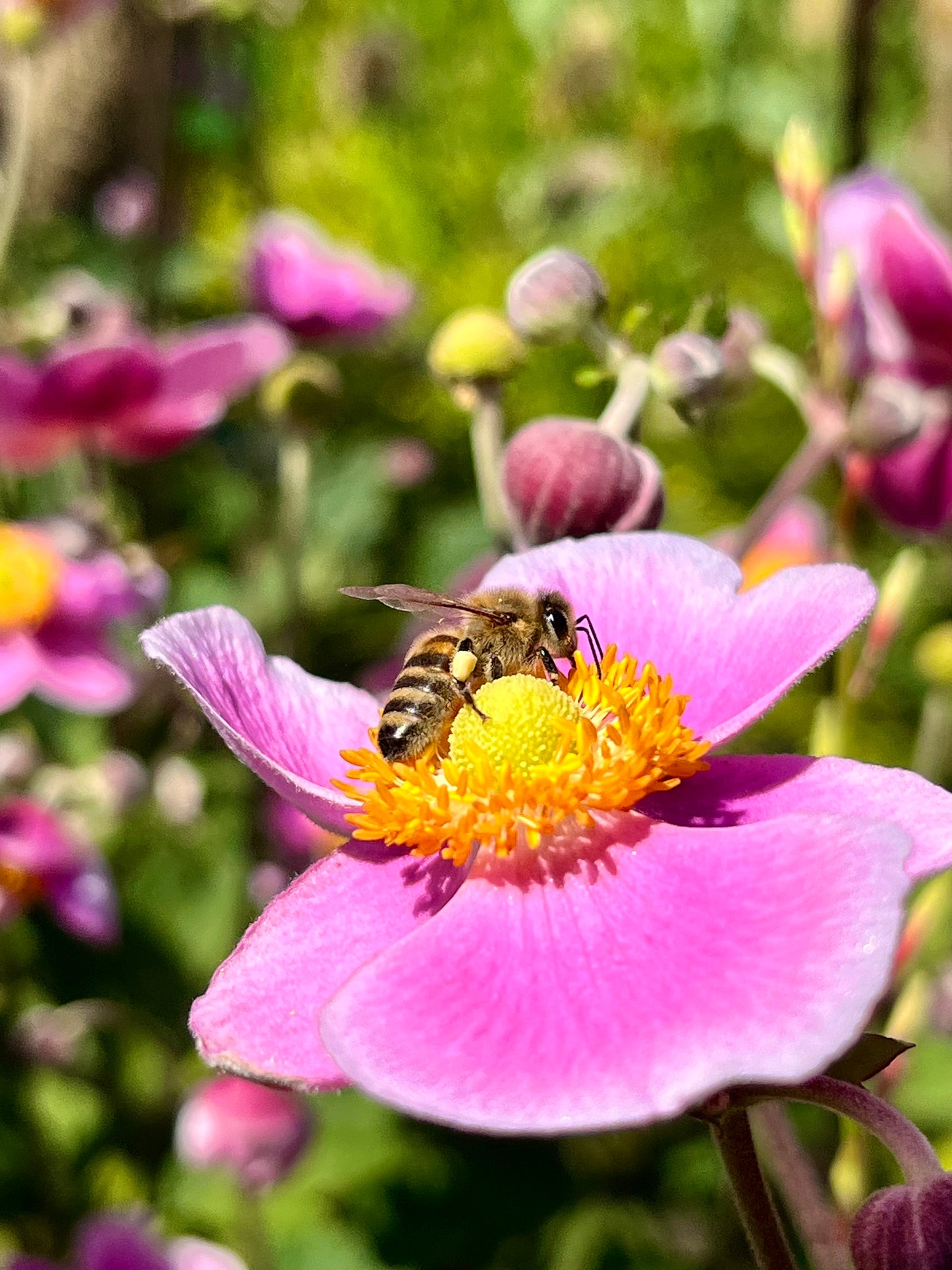 HoodyBee