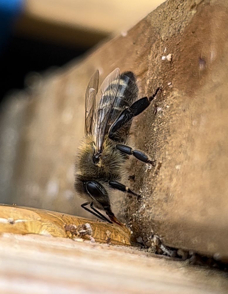 Was machen unsere Bienen gerade?