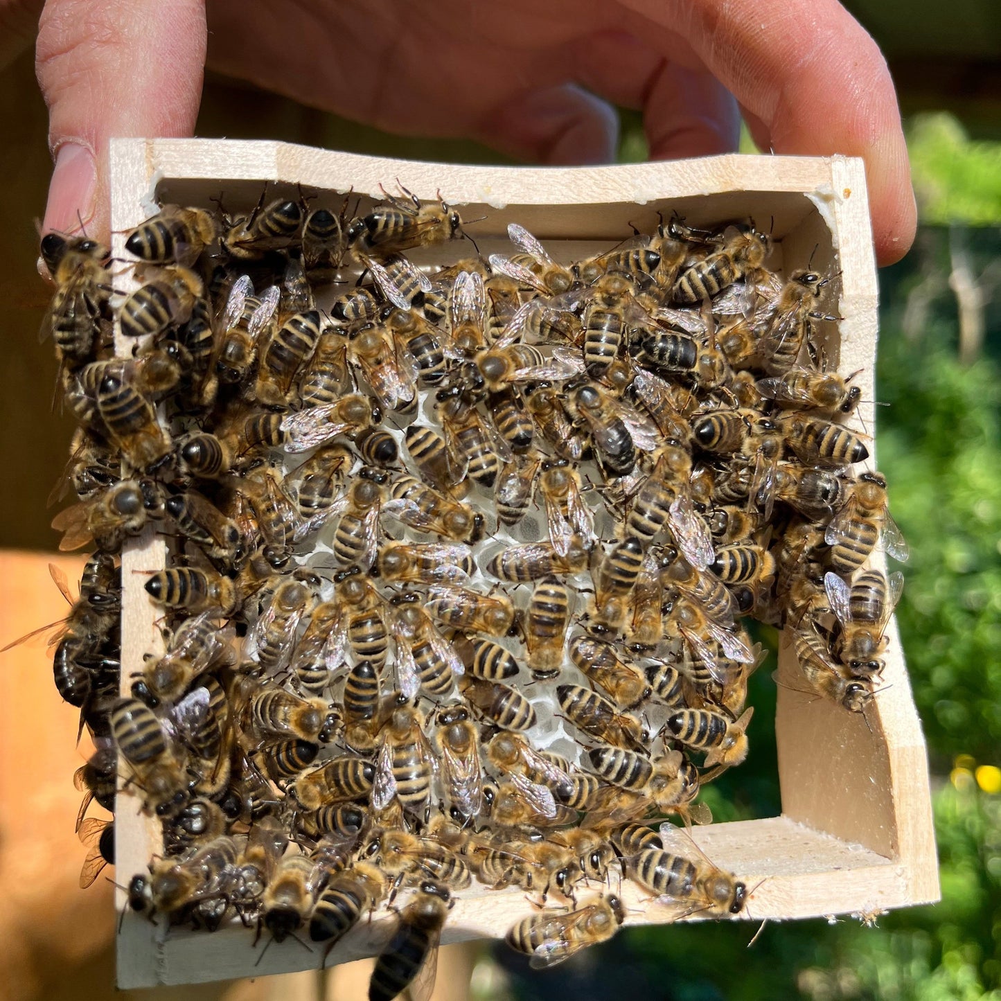 Warum ist Wabenhonig so selten? Echtes Naturprodukt erklärt