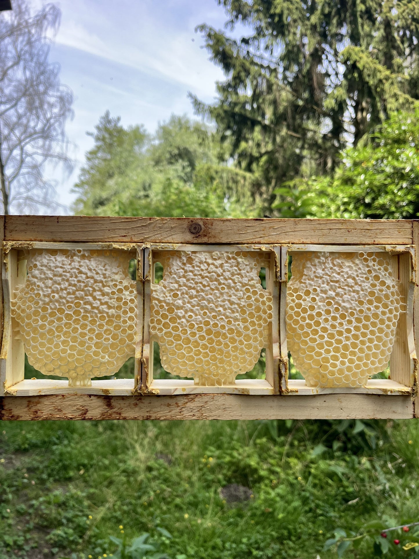 Wabenhonig frisch kaufen