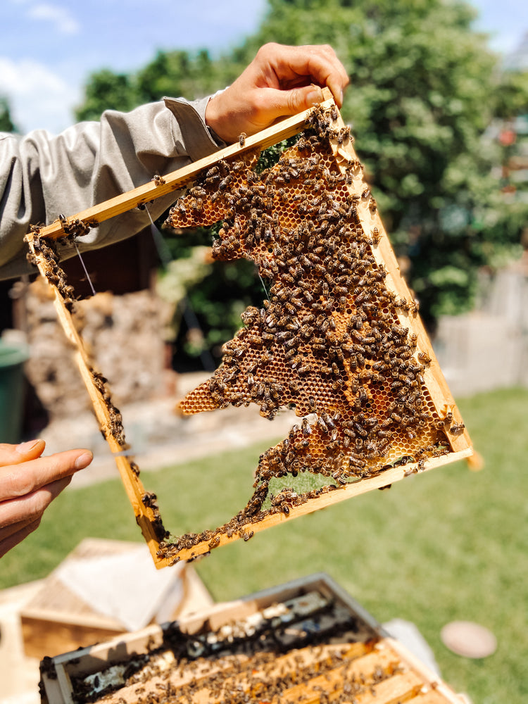 HoodyBee