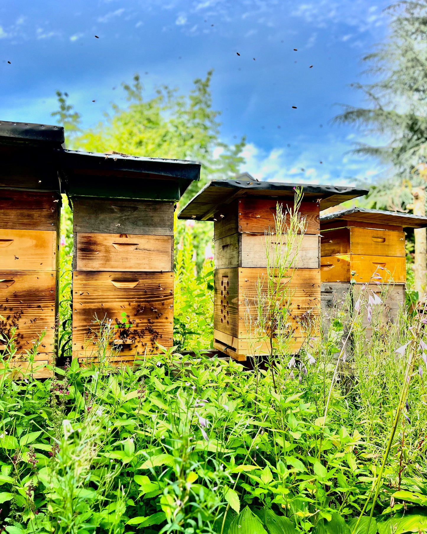 nachhaltig co2 bremsen mit bienen