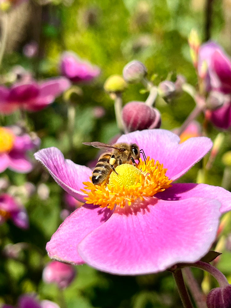 HoodyBee
