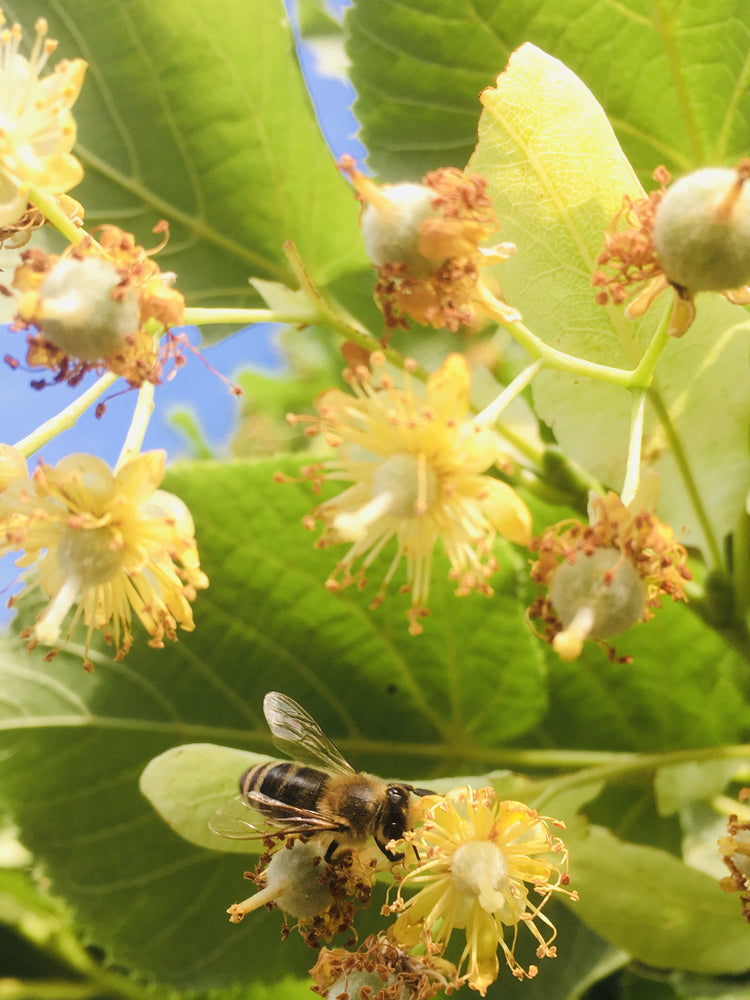 Tilia platyphyllos - Honigbiene Nektar von Sommerlinde