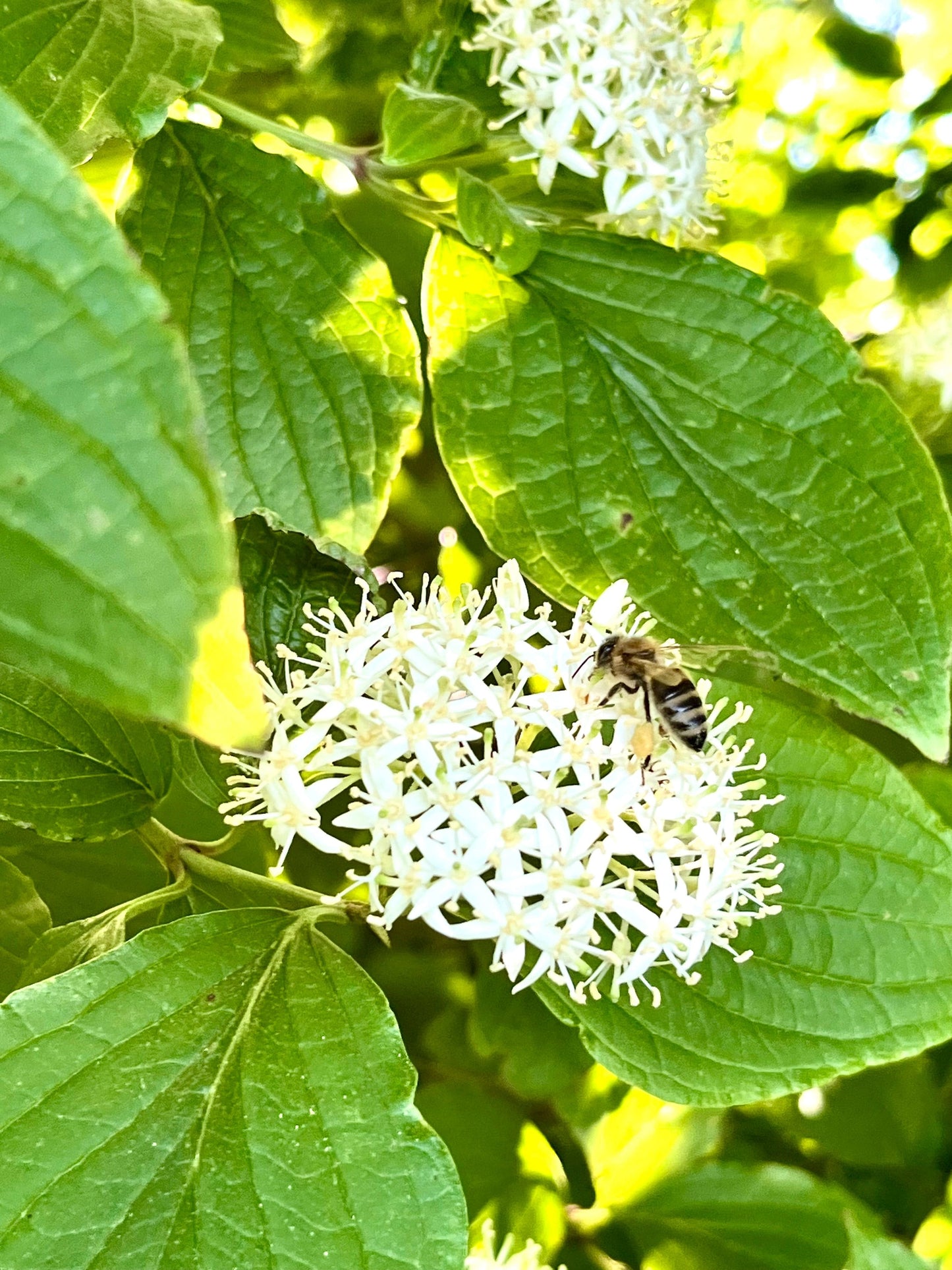 Cornus sanguinea - Heimischer Hartriegel Nektar Honigbiene