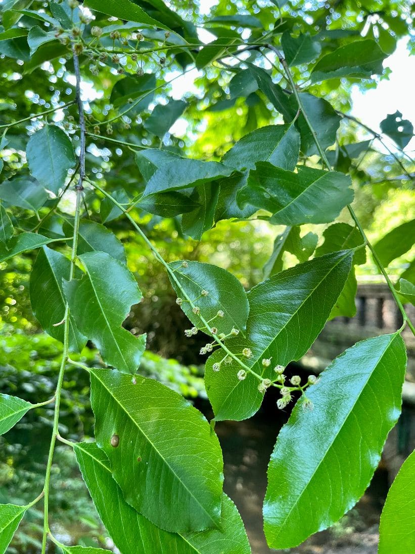 Rhamnus frangula - Faulbaum - heimische Sträucher