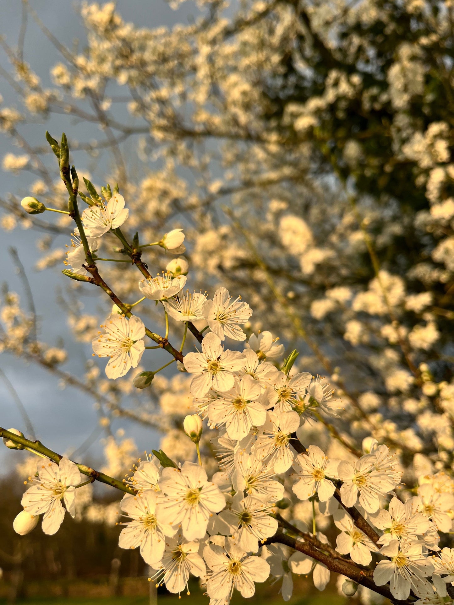 Prunus spinosa - Schwarzdorn, Schlehdorn - heimische Sträucher