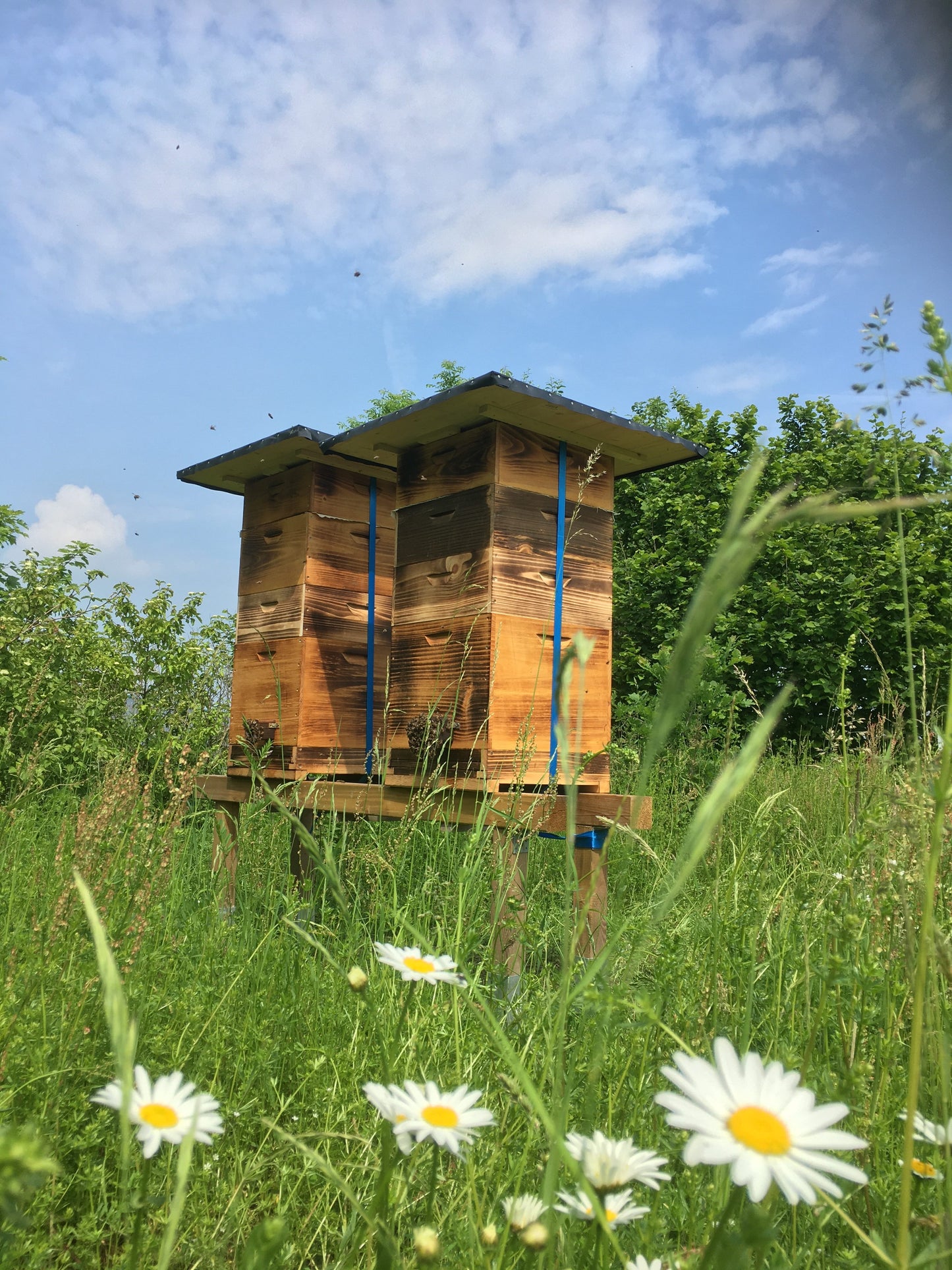 Nachhaltige Bienenhaltung für hochwertigen Wabenhonig