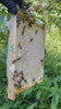 frischer Naturwabenhonig vom Imker