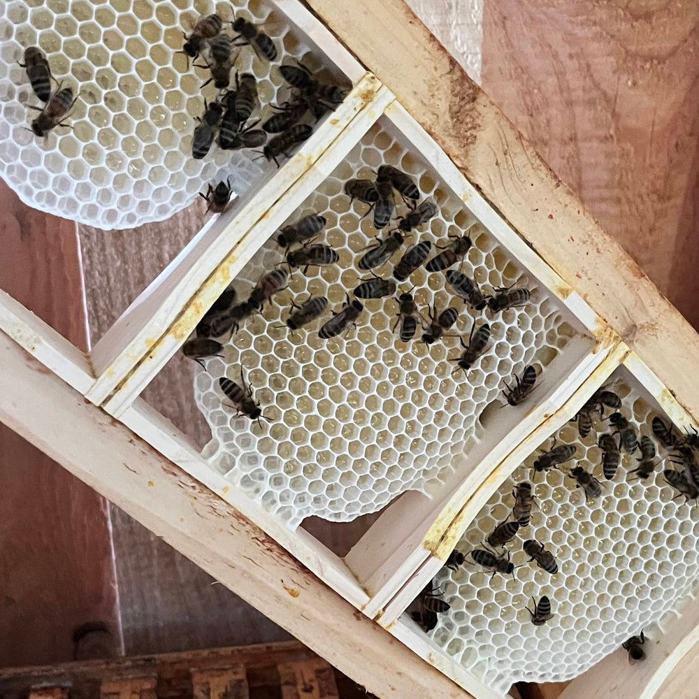 wabenhonig aufbewahren Authentischer Wabenhonig im Holzrahmen – limitiert & naturbelassen – HoodyBee