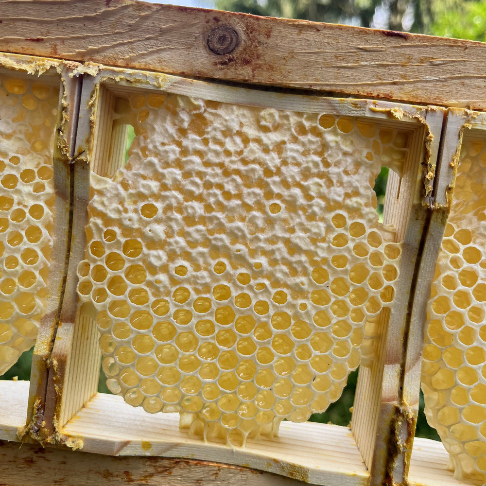 Echter Wabenhonig im Holzrahmen – limitiert & naturbelassen – HoodyBee