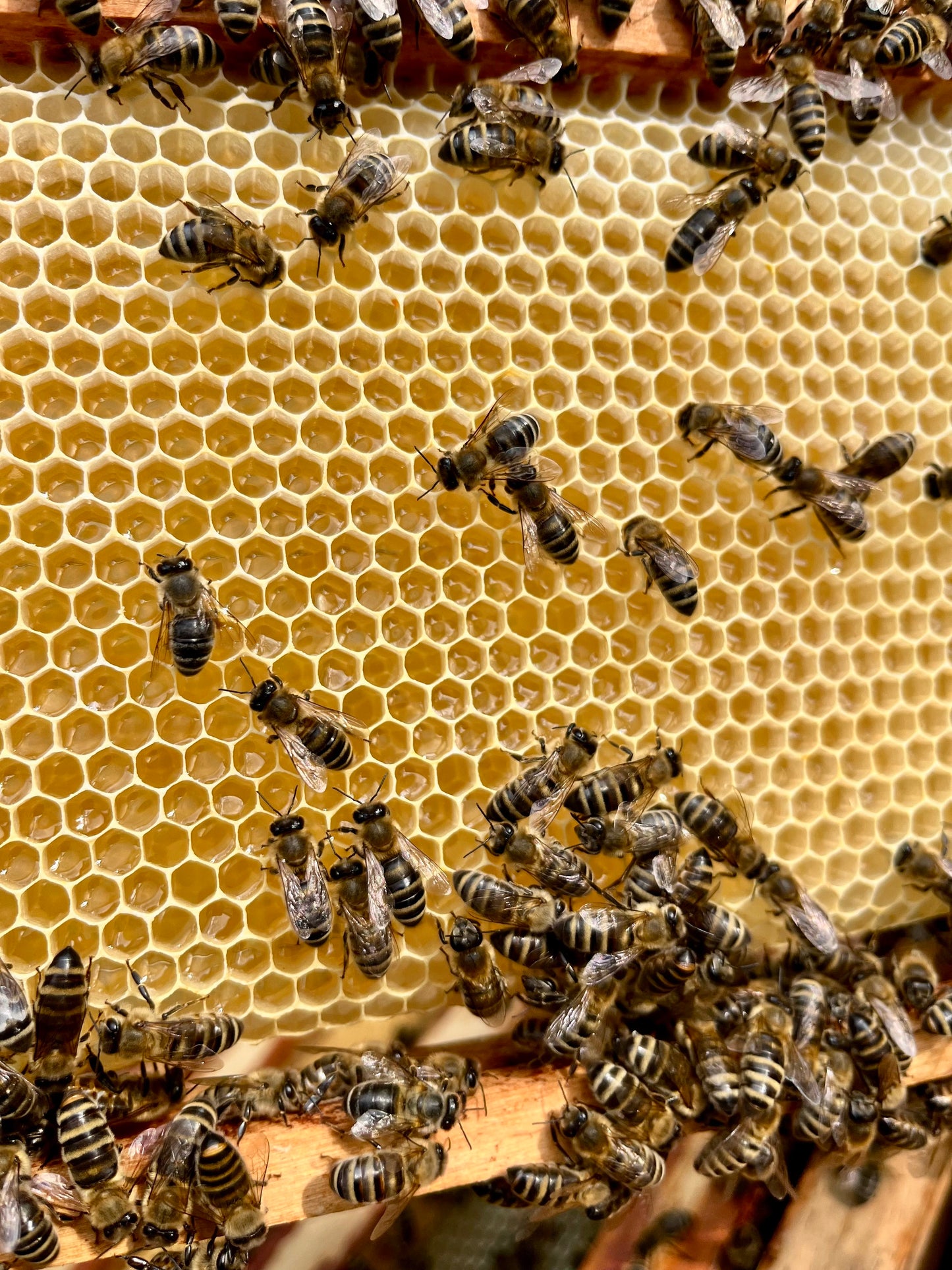 HoodyBee