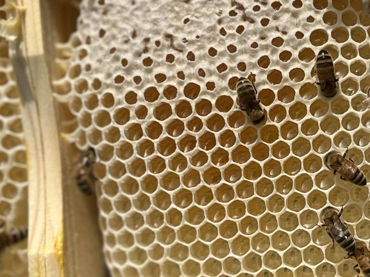 Naturbelassener Wabenhonig aus 100 % Eigenwachs im Detail
