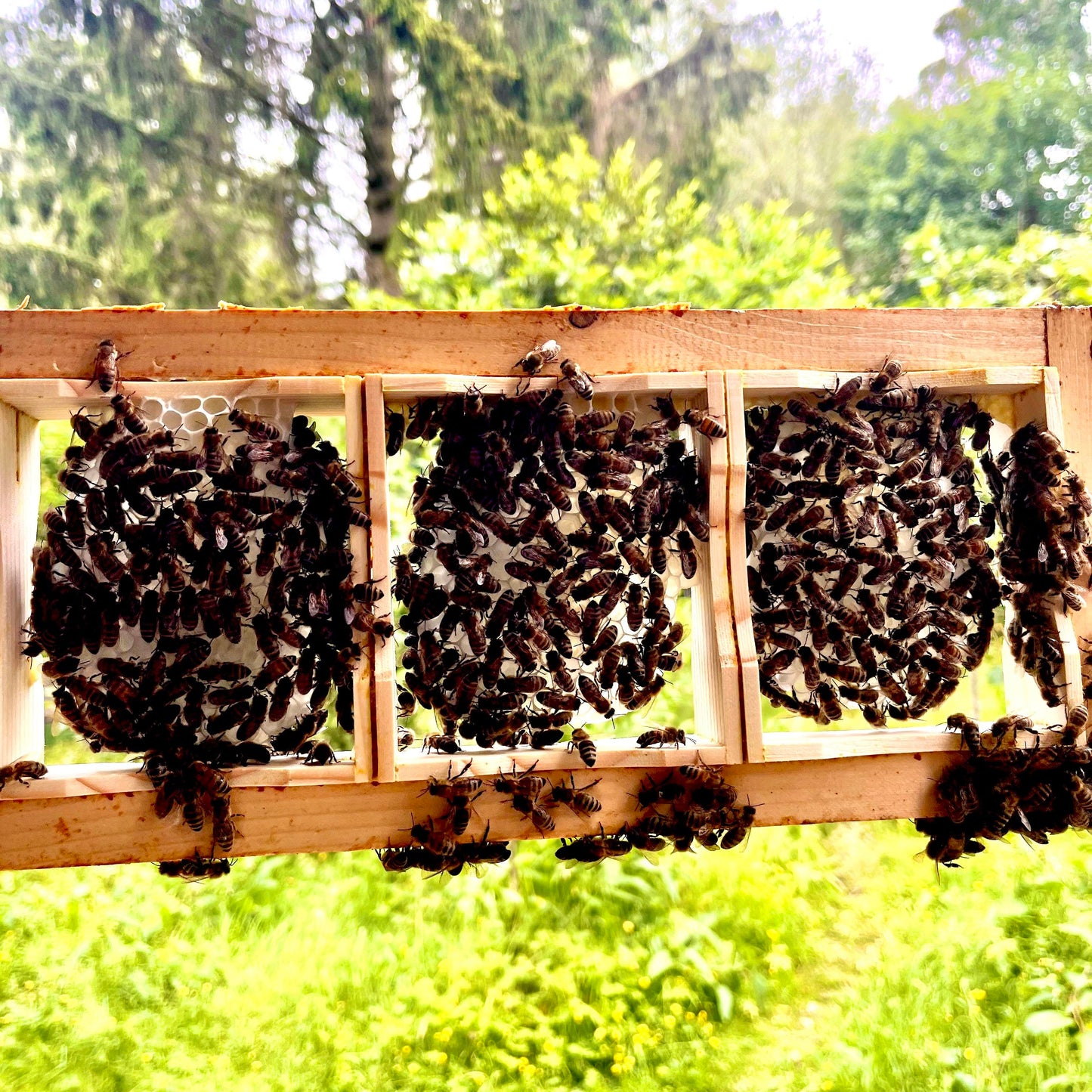 
                  
                    wabenhonig eigenständig von bienen geschaffen
                  
                